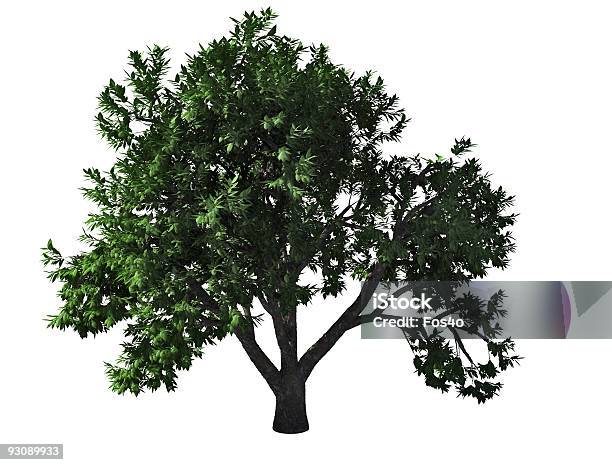 Elmtree Stock Photo - Download Image Now - Color Image, Cut Out, Digitally Generated Image