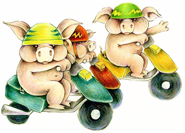 scooter pigs stock photo