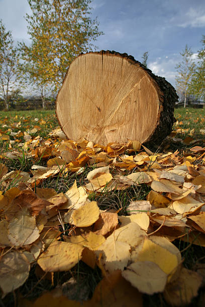 Log surrounded by green foliage in the forest