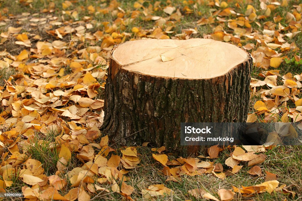 Stump et de feuilles d'automne - Photo de Arbre libre de droits