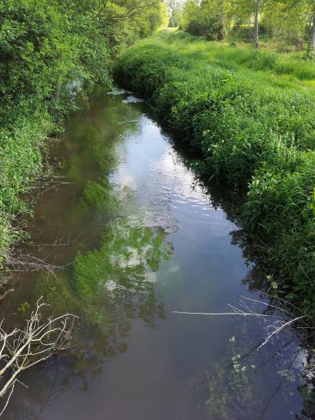 istock River with green trees and herbs around and inside 930916164