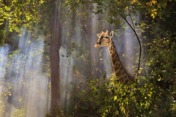 Beleza de girafa - a magia de uma floresta de Misty - foto de acervo