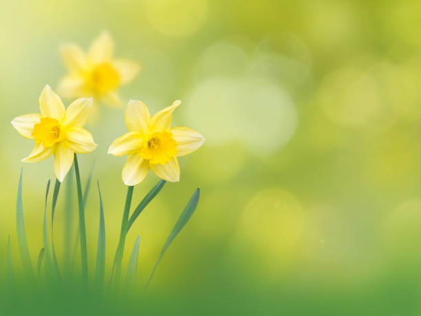 istock Yellow narcissus flowers on the spring blurred garden background 930928686