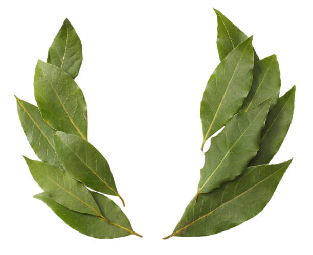 istock Laurel wreath isolated on a white background 930930774