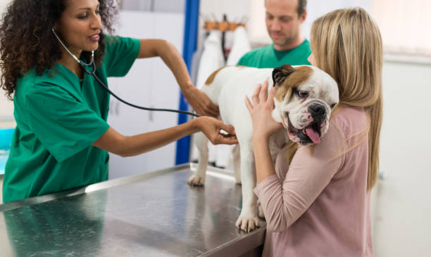 istock Happy Female Veterinarian Examining Bulldog 930936468