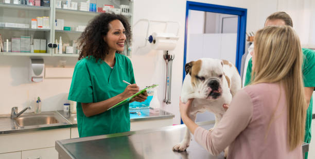 Happy Female Veterinarian Examining Bulldog