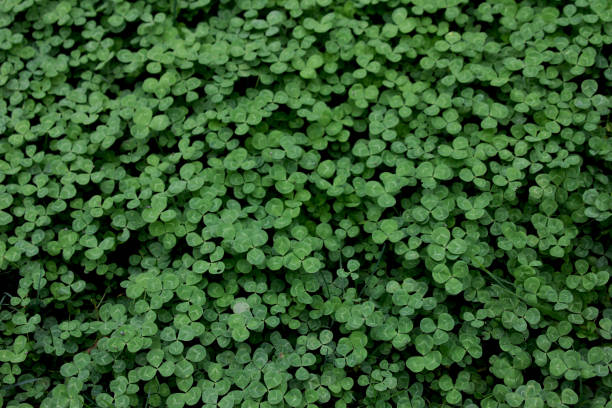 Clover Field stock photo