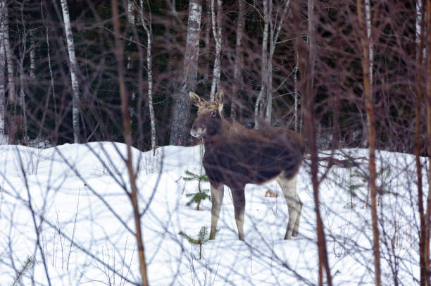 istock Wild deer in the forest in winter among birches and bushes. 930937470