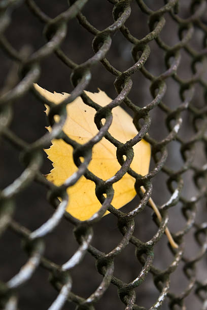 Close-up Of Yellow Leaf In Fence stock photo