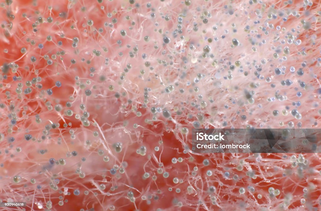 Macro photography of mold (Mucor spp) on a tomato: sporangia and sporangiophores are well showed Macro photography of Mucor spp on a tomato: sporangia and sporangiophores are well showed Mucor Stock Photo