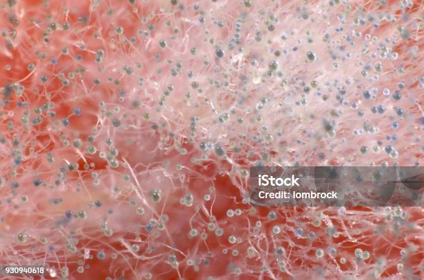 Macro Photography Of Mold On A Tomato Sporangia And Sporangiophores Are Well Showed Stock Photo - Download Image Now