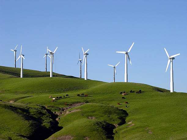 Windturbinen und Rind Viehweide in Kalifornien – Foto