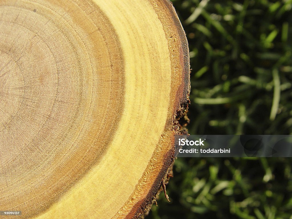 Anneaux en gros plan - Photo de Arbre libre de droits