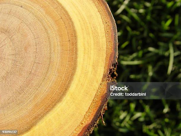 Дерево Кольца Крупным Планом — стоковые фотографии и другие картинки Без людей - Без людей, Бревно, Ветвь - часть растения