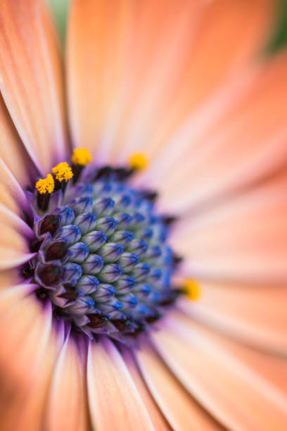 Closeup of osteospermum flower or cape daisy, serenity rose magic.