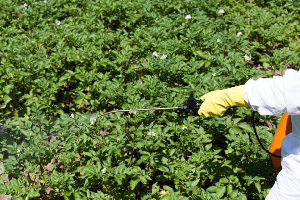 istock Pesticide spraying. Non-organic vegetables. Pollution. 930951988
