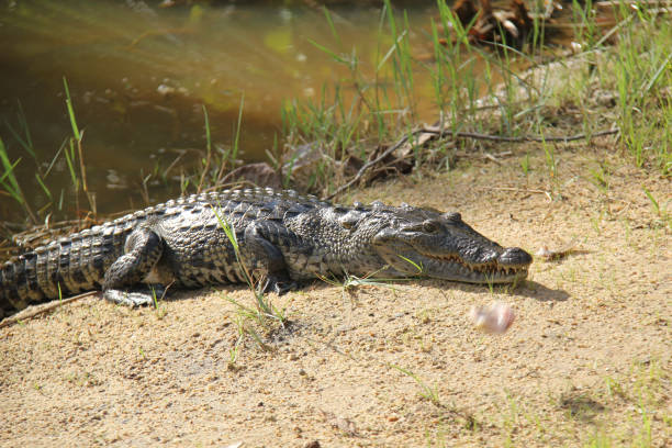 Crocodile sunbathing on the river bank eating fish