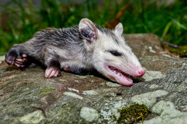 オポッサム死んだふり - common opossum ストックフォトと画像