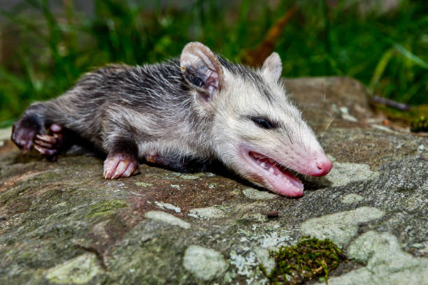 주머니쥐 시체놀이 - common opossum 뉴스 사진 이미지
