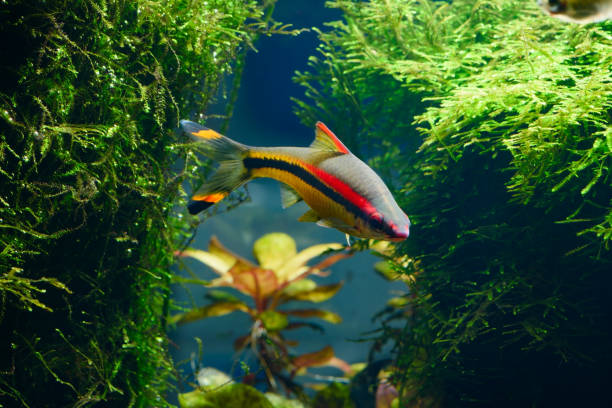 Tropical freshwater fish Denison's Barbs (Puntius denisonii) Tropical freshwater fish Denison's Barbs (Puntius denisonii) in planted tropical aquarium puntius denisonii stock pictures, royalty-free photos & images