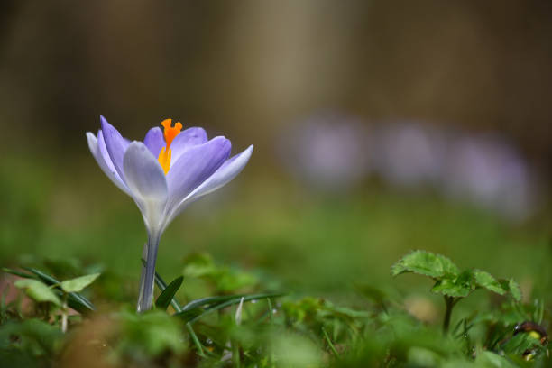 istock Close-Up Of Crocus Blooming Outdoors 930969164