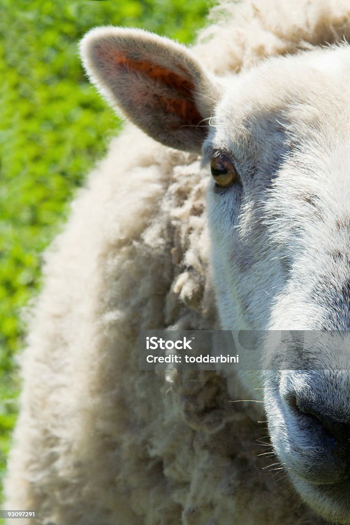 Ovejas de primer plano - Foto de stock de Animal libre de derechos