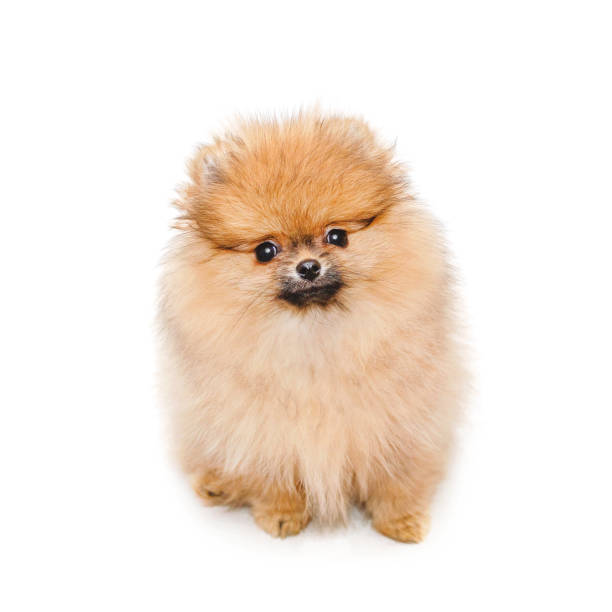 fluffy pomeranian puppy, small dog isolated on white orange pomeranian puppy, small dog isolated on white background spitz type dog stock pictures, royalty-free photos & images