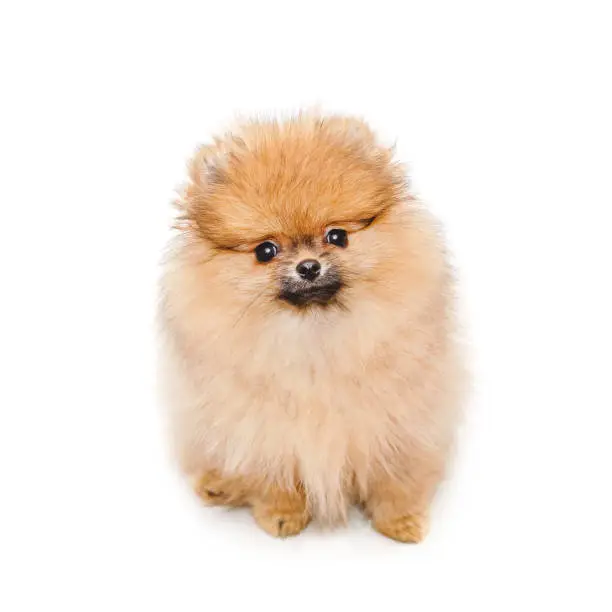 Photo of fluffy pomeranian puppy, small dog isolated on white