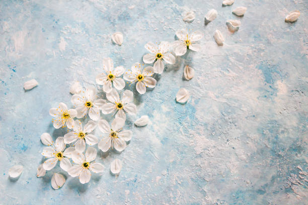 istock White and blue background with apple tree flowers 930974348
