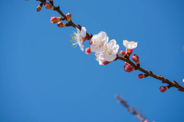Branch of blooming spring apricots
