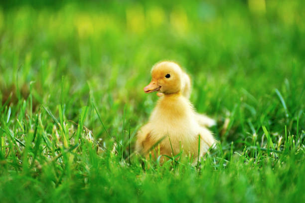 istock Small duck  of green grass 930978860