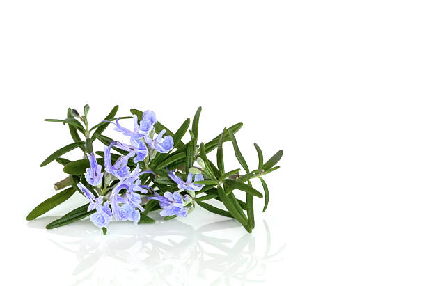 istock Rosemary Herb in Flower 93098269