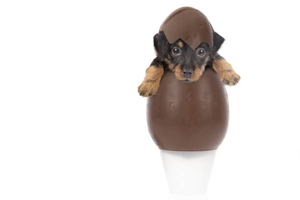 Easter egg with a cute puppy Chocolate egg with a cute puppy inside on a white background breed eggs stock pictures, royalty-free photos & images