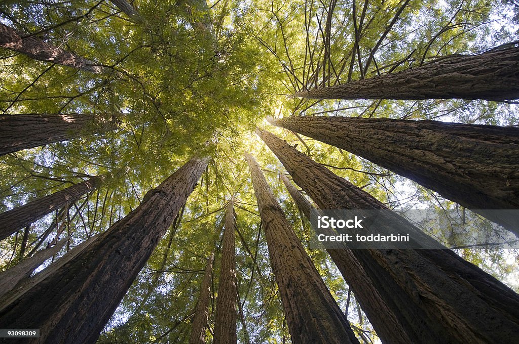 Redwood Trees gran angular - Foto de stock de Aire libre libre de derechos