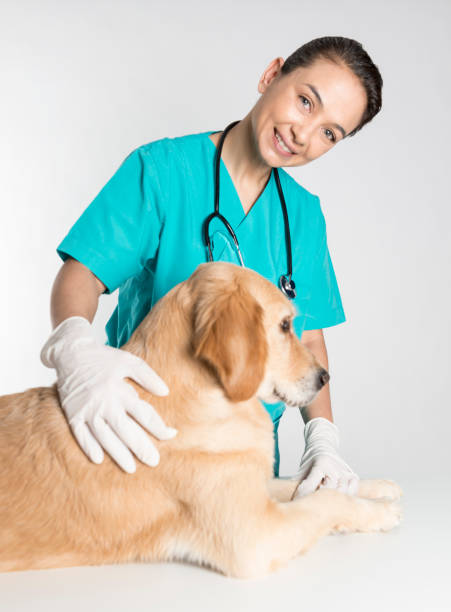 istock Veterinarian Examining a Dog 930984944