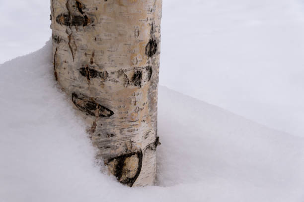 istock Closeup of white birch tree trunk in snow 930985336