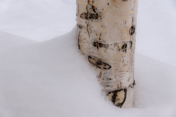 istock Closeup of white birch tree trunk in snow 930985412