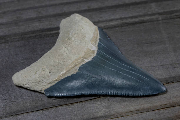 ฟันฉลาม megalodon จาก bone valley - เม็กกาโลดอน ภาพสต็อก ภาพถ่ายและรูปภาพปลอดค่าลิขสิทธิ์
