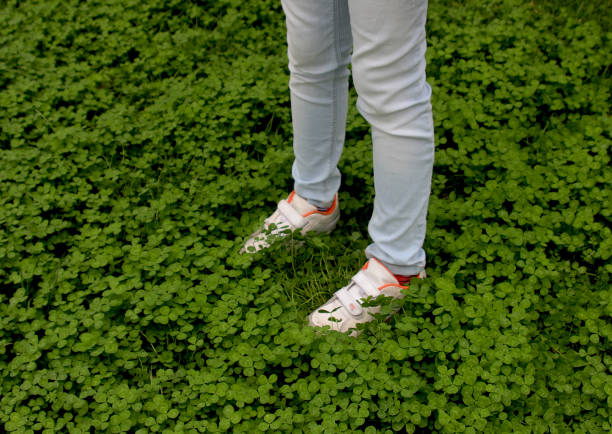 Girl in the Clover Field stock photo