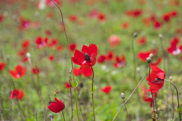 Close up in poppy field and sun