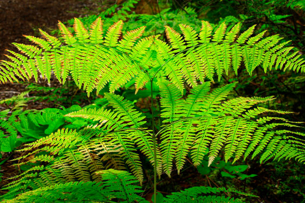 Ambient light shines on fern fronds in a forest in Surrey, British Columbia.
