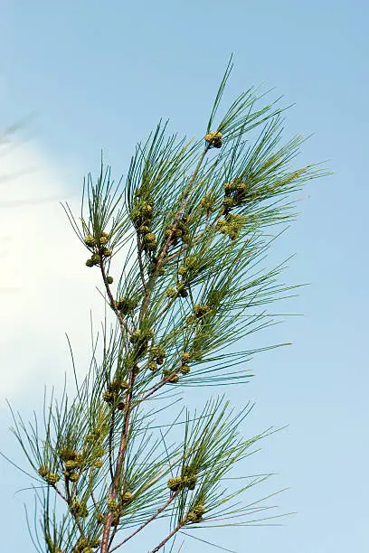 Photo of Australian Pine Branch