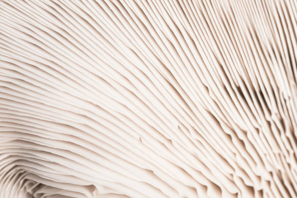 istock Mushroom Detail 930988550