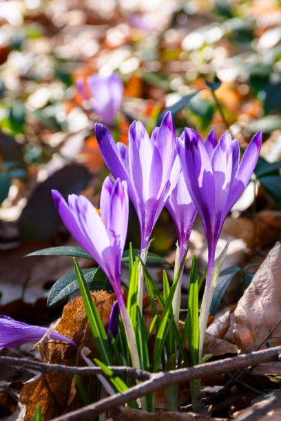istock purple crocus flowers in forest 930989378