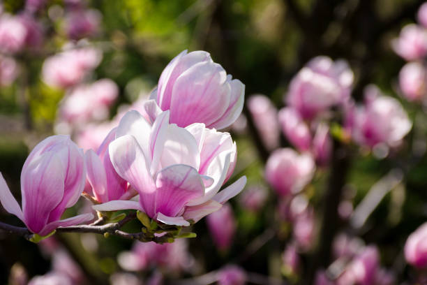 istock gorgeous magnolia flowers on a dark background 930989440