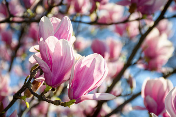 istock gorgeous magnolia flowers on a blue sky background 930991512