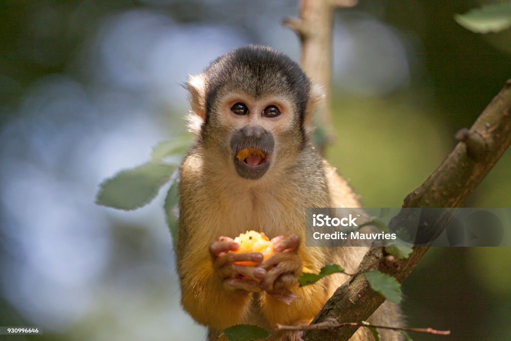 Yellow squirrel monkey Eating squirrel monkey in apenheul park in Apeldoorn Animal Stock Photo