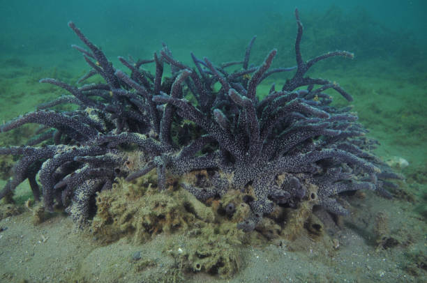 purple sponge bush - filter feeder imagens e fotografias de stock