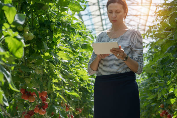 istock Woman harvesting tomatoes in greenhouse 931000128