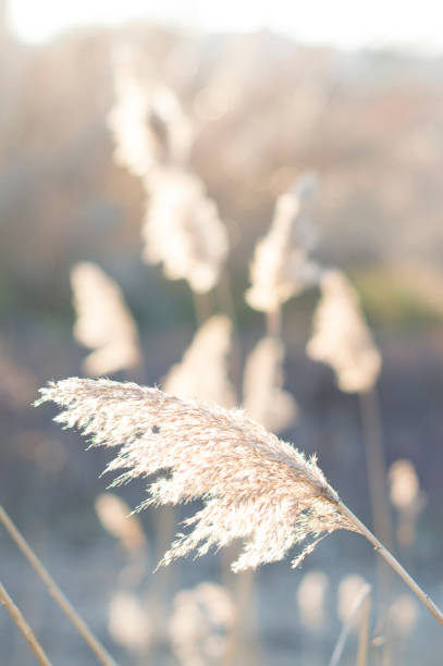 istock Detail of a isolated brome 931000388